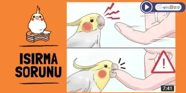 KUŞLARDA ISIRMA SORUNU (Sultan Papağanı ve Muhabbet Kuşu)