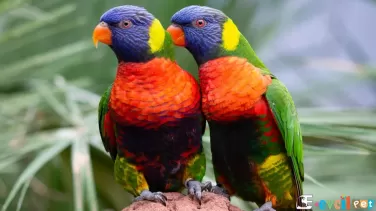 Lori Papağanı Geveze Lori