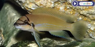 Maskeli brichardi Chalinochromis brichardi
