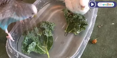 Muhabbet Kuşu Banyo Alıştırma ve Banyo Yapması