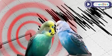 Muhabbet kuşu depremi hisseder mi?