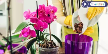 Orkide Çiçeği Bakımı Çoğaltılması