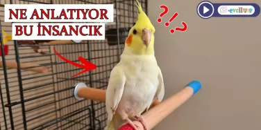 Papağan ve Muhabbet Kuşu Eğitimi