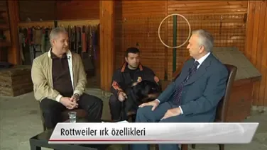 Rottweiler ırkının Özellikleri Bakımı Video