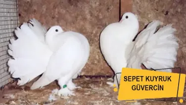 Sepet Kuyruk güvercin Çiftleşmesi