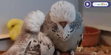 Show Jumbo Muhabbet Kuşu Video