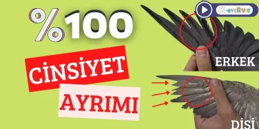 Sultan Papağanı cinsiyet Ayrımı (KANAT ALTI)